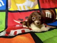 Willow , a female Dachshund for sale in Magnolia, TX – 5 of 7