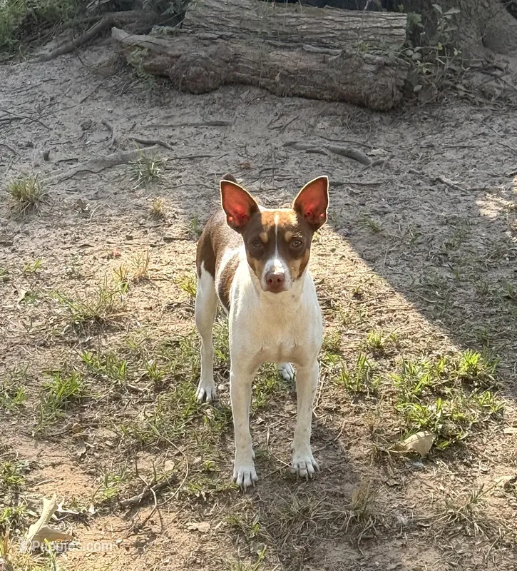 Molly – Rat Terrier puppy for sale in Magnolia, TX