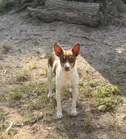 Molly, a female Rat Terrier for sale in Magnolia, TX – 1 of 3