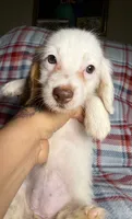 Pearl, a female Dachshund for sale in Magnolia, TX – 3 of 5