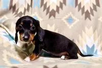 Popcorn , a male Dachshund for sale in Magnolia, TX – 3 of 4