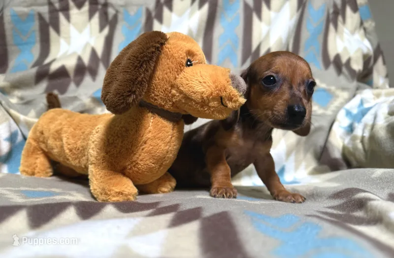 Peanut – Dachshund puppy for sale in Magnolia, TX