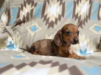 Peanut, a male Dachshund for sale in Magnolia, TX – 3 of 4