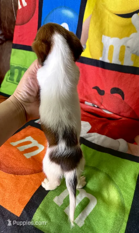 Trixie – Dachshund puppy for sale in Magnolia, TX