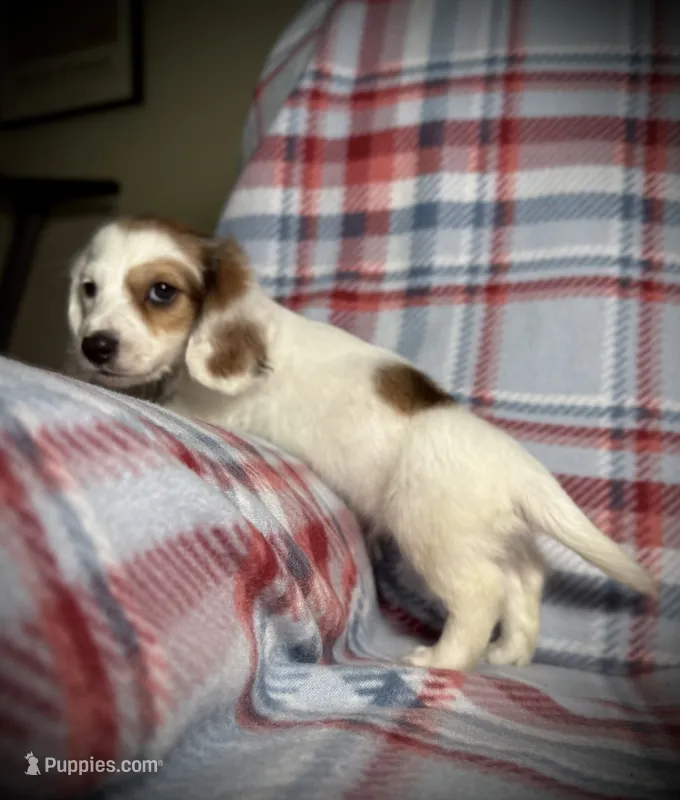 Rusty – Dachshund puppy for sale in Magnolia, TX