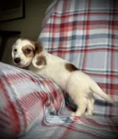 Rusty, a male Dachshund for sale in Magnolia, TX – 1 of 1