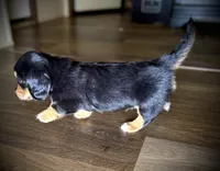 Bandit, a male Dachshund for sale in Magnolia, TX – 4 of 5