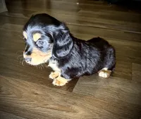 Bandit, a male Dachshund for sale in Magnolia, TX – 5 of 5