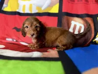  Mariah, a female Dachshund for sale in Magnolia, TX – 2 of 2