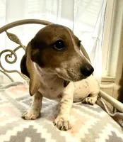 Capitan Morgan, a male Dachshund for sale in Magnolia, TX – 2 of 5