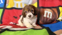 Dotty, a female Dachshund for sale in Magnolia, TX – 3 of 5