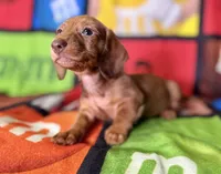 Big Red, a male Dachshund for sale in Magnolia, TX – 3 of 6
