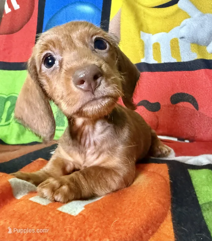 Big Red – Dachshund puppy for sale in Magnolia, TX
