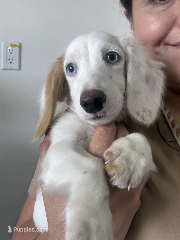 Snow, a female Dachshund for sale in Magnolia, TX – 1 of 6