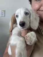 Snow, a female Dachshund for sale in Magnolia, TX – 1 of 6