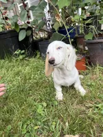 Snow, a female Dachshund for sale in Magnolia, TX – 4 of 6