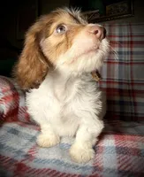 Ruby, a female Dachshund for sale in Magnolia, TX – 2 of 6