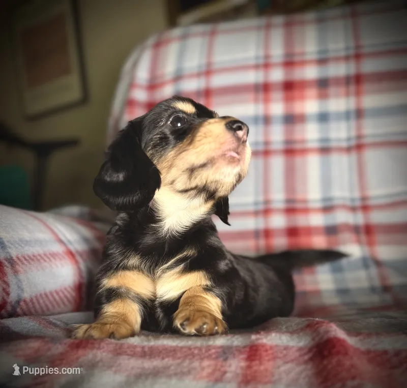Bandit – Dachshund puppy for sale in Magnolia, TX