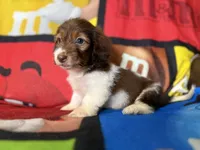 Willow , a female Dachshund for sale in Magnolia, TX – 2 of 7