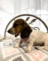 Capitan Morgan, a male Dachshund for sale in Magnolia, TX – 3 of 5