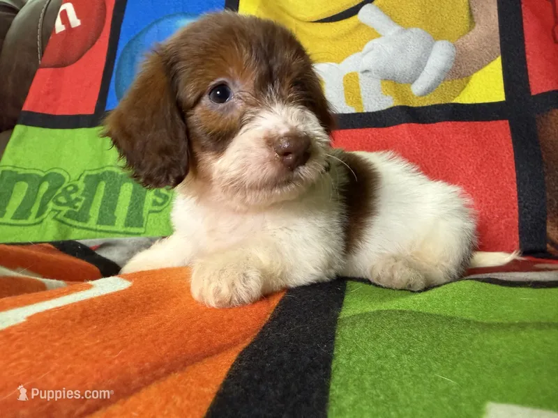 Dotty – Dachshund puppy on hold in Magnolia, TX