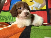 Dotty, a female Dachshund for sale in Magnolia, TX – 1 of 5