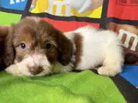 Dotty, a female Dachshund for sale in Magnolia, TX – 2 of 5
