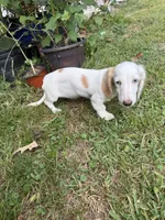 Snow, a female Dachshund for sale in Magnolia, TX – 6 of 6