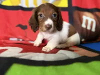 Trixie, a female Dachshund for sale in Magnolia, TX – 3 of 5