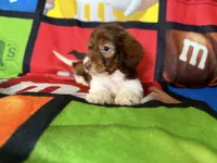 Willow , a female Dachshund for sale in Magnolia, TX – 7 of 7