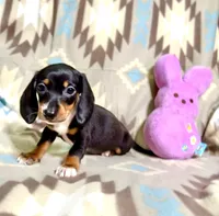 Popcorn , a male Dachshund for sale in Magnolia, TX – 4 of 4