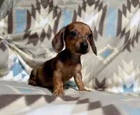 Peanut, a male Dachshund for sale in Magnolia, TX – 2 of 4