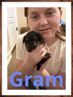 Gram, a male Poodle - Toy  for sale in Mc Crory, AR – 3 of 5
