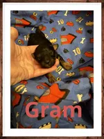 Gram, a male Poodle - Toy  for sale in Mc Crory, AR – 4 of 5