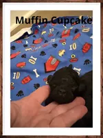 Muffin Cupcake, a female Poodle - Toy  for sale in Mc Crory, AR – 4 of 5