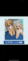 Tuck, a male Poodle - Toy  for sale in Mc Crory, AR – 4 of 5