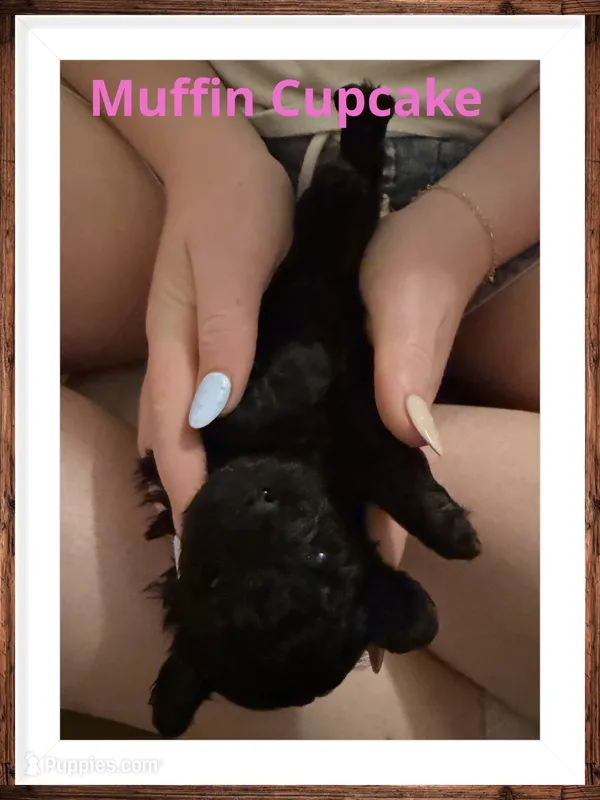 Muffin Cupcake – Poodle - Toy  puppy for sale in Mc Crory, AR