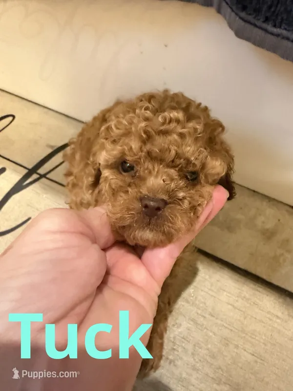 Tuck – Poodle - Toy  puppy for sale in Mc Crory, AR
