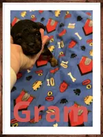 Gram, a male Poodle - Toy  for sale in Mc Crory, AR – 5 of 5