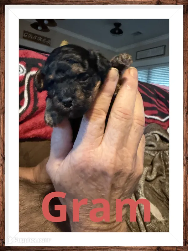 Gram – Poodle - Toy  puppy for sale in Mc Crory, AR