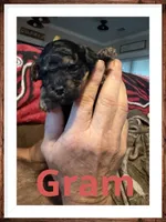 Gram, a male Poodle - Toy  for sale in Mc Crory, AR – 1 of 5