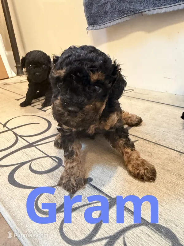 Gram – Poodle - Toy  puppy for sale in Mc Crory, AR