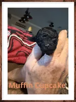 Muffin Cupcake, a female Poodle - Toy  for sale in Mc Crory, AR – 3 of 5