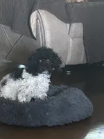 Muffin Cupcake, a female Poodle - Toy  for sale in Mc Crory, AR – 2 of 5