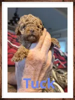 Tuck, a male Poodle - Toy  for sale in Mc Crory, AR – 5 of 5