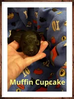 Muffin Cupcake, a female Poodle - Toy  for sale in Mc Crory, AR – 5 of 5