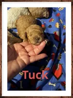Tuck, a male Poodle - Toy  for sale in Mc Crory, AR – 3 of 5