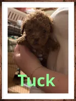 Tuck, a male Poodle - Toy  for sale in Mc Crory, AR – 2 of 5