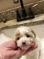 Bluey, a male Poodle - Miniature  for sale in Mc Crory, AR – Photo 5 of 5