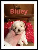 Bluey, a male Poodle - Miniature  for sale in Mc Crory, AR – Photo 1 of 5